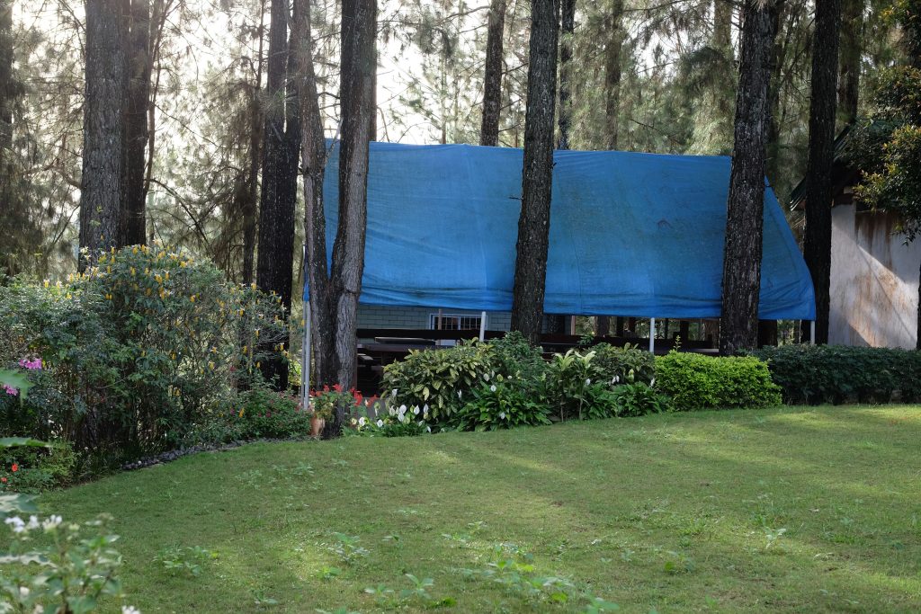 metal-roof Peaceful forest scene featuring a blue tarp shelter among tall trees and lush greenery.